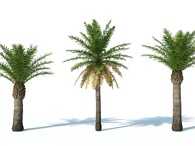 Three Palm Trees With Upright Trunks Green And Yellow Fronds White Background Shadows 3d model