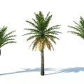 Modern Palm Tree 3d model