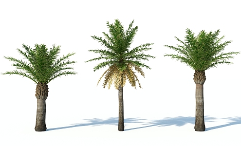 Modern Palm Tree 3d model