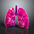 Medical Device For Lung Anatomy Teaching With 3D Anatomical Model 3d model