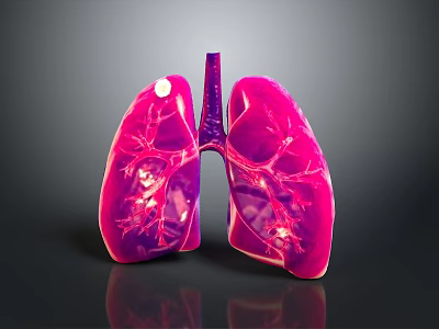 Medical Device For Lung Anatomy Teaching With 3D Anatomical Model 3d model