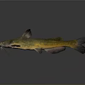 Yellow Green Catfish with Black Fins and Whiskers on Gray Background