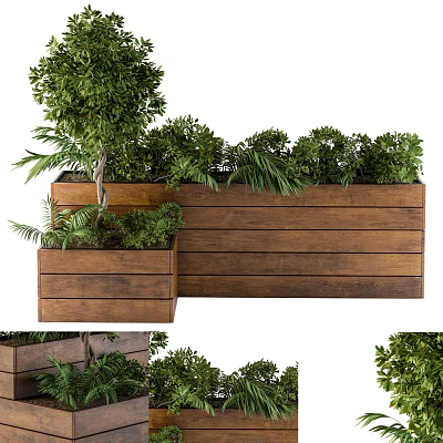 Lush Green Bonsai Potted Plants in Rustic Wooden Planters for Home Decor 3d model