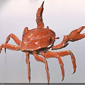 Vibrant Red Reptile With Clawed Limbs And Textured Exoskeleton On White Backdrop