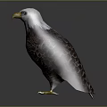 Bald Eagle With White Head Yellow Beak And Dark Feathers Standing On Shiny Surface