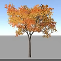 Autumn Tree with Vibrant Orange Leaves Against Blue Sky and White Clouds