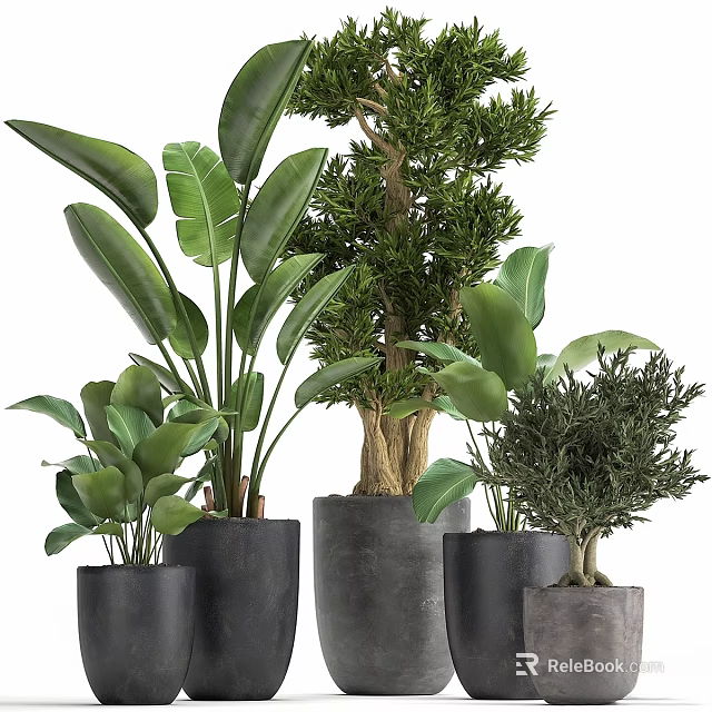 Indoor Decorative Plant Ornament Set With Various Green Plants And Dark Pots 3d model 