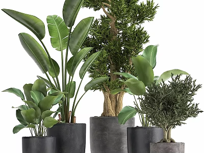 Indoor Decorative Plant Ornament Set With Various Green Plants And Dark Pots 3d model