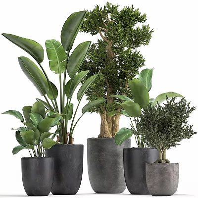 Indoor Decorative Plant Ornament Set With Various Green Plants And Dark Pots 3d model
