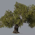 Lush Olive Tree With Thick Trunk Full Green Foliage And Spreading Canopy