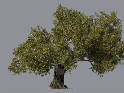 Lush Olive Tree With Thick Trunk Full Green Foliage And Spreading Canopy 3d model
