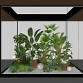 Indoor Green Plants In Glass Case With Large Leaves Shrubs Wooden Stumps And Round Lamps