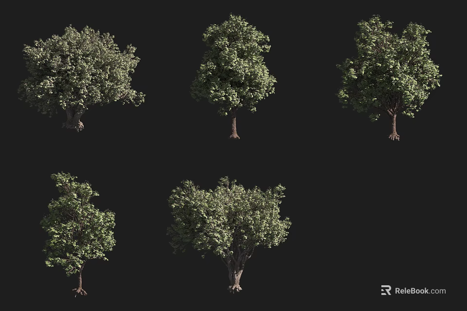 Various Tree Varieties With Diverse Foliage And Growth Forms For Landscape Design 3d model 