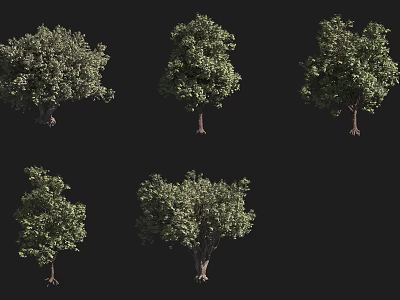 Various Tree Varieties With Diverse Foliage And Growth Forms For Landscape Design 3d model