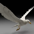 Beautiful White Seagull Flying With Spread Wings On Gradient Gray Background 3d model