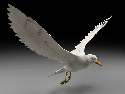 Beautiful White Seagull Flying With Spread Wings On Gradient Gray Background 3d model