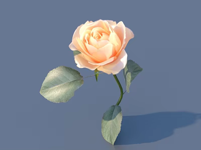 Beautiful Single Light Pink Rose With Green Leaves On Blue Backdrop 3d model