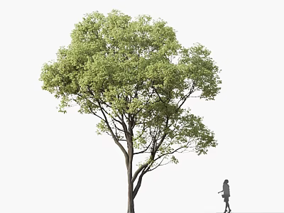 Lush Green Arbor with Dense Foliage Strong Trunk and Person Walking Nearby 3d model