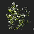 Fresh White Flower Blooms With Lush Green Leaves And Natural Plant Branches