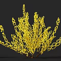 Vibrant Yellow Flowering Shrub With Lush Branches And Blossoms On Dark Background