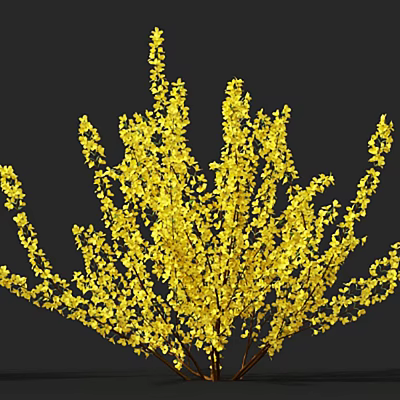 Vibrant Yellow Flowering Shrub With Lush Branches And Blossoms On Dark Background 3d model