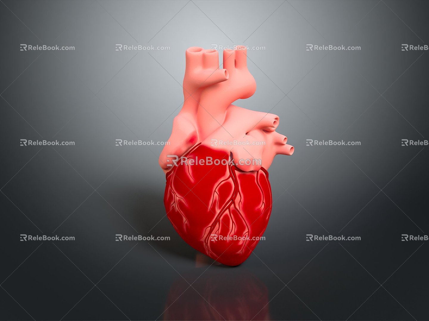 Heart Heart Human Heart Heart Anatomical Organs Human Organs Human Body 3d model