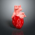 Heart Heart Human Heart Heart Anatomical Organs Human Organs Human Body 3d model