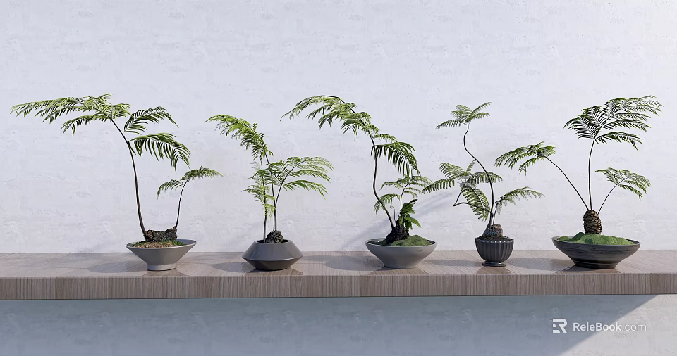 Bonsai Potted Plants On Wooden Shelf With Green Leaves And Various Colored Pots 3d model 