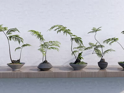 Bonsai Potted Plants On Wooden Shelf With Green Leaves And Various Colored Pots 3d model