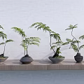 Bonsai Potted Plants On Wooden Shelf With Green Leaves And Various Colored Pots