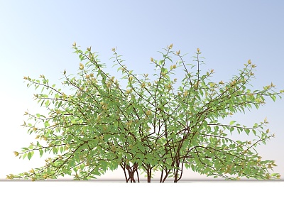 Landscape Trees and Shrubs model