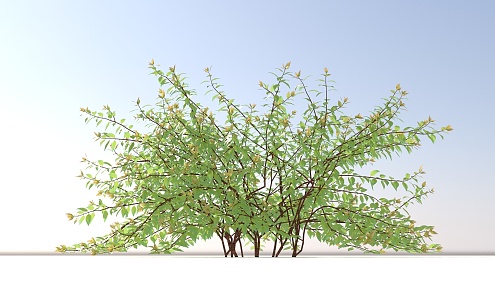 Landscape Trees and Shrubs 3d model