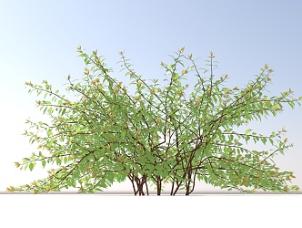 Landscape Trees and Shrubs 3d model