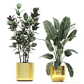 Green Plants In Golden Pots Of Various Sizes With Large Tropical Leaves For Garden Decor