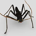 Black Reptile With Long Antennae Slender Legs And Segmented Body With Red Spots