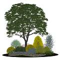 Tall Green Tree With Lush Foliage Surrounded By Various Shrubs And Plants In Garden Setting