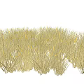 Golden Dense Grass Field With Natural Green And Yellow Foliage Growth