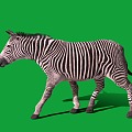 Modern Zebra 3d model