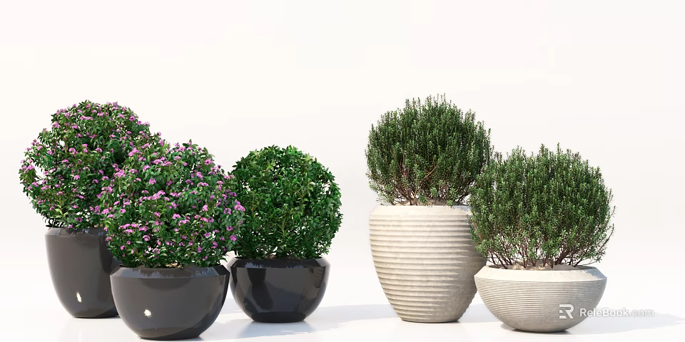 Bonsai Potted Plants With Green Spherical Foliage Purple Flowers In Black Beige Striped Round Pots 3d model 
