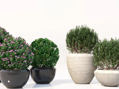 Bonsai Potted Plants With Green Spherical Foliage Purple Flowers In Black Beige Striped Round Pots 3d model