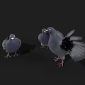 Three Gray Pigeons With One Spreading Wings And Others Standing On Black Background