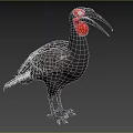 Large Black Bird With Red Head And Long Curved Beak Standing In Natural Habitat