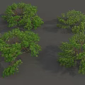 Lush Green Arbor Trees With Dense Foliage And Spreading Canopy 3d model