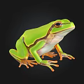 Vibrant Green Frog With Distinct Color Patterns Sitting On Black Background