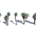 Arbor Trees With Diverse Sizes And Natural Growth Patterns In Row 3d model
