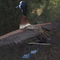 Brown And White Feathered Waterfowl Duck With Spread Wings Standing On Grassy Field