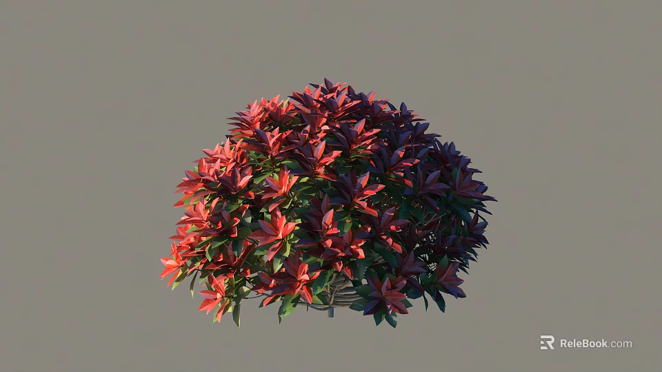 Ornamental Shrub With Red And Purple Leaves Round Shape For Garden Landscaping 3d model 
