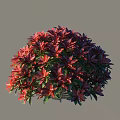 Ornamental Shrub With Red And Purple Leaves Round Shape For Garden Landscaping