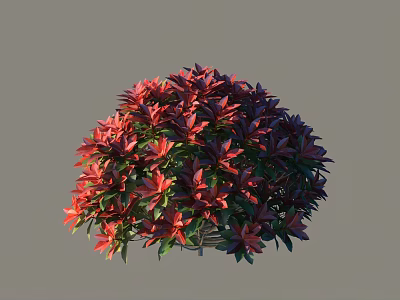 Ornamental Shrub With Red And Purple Leaves Round Shape For Garden Landscaping 3d model