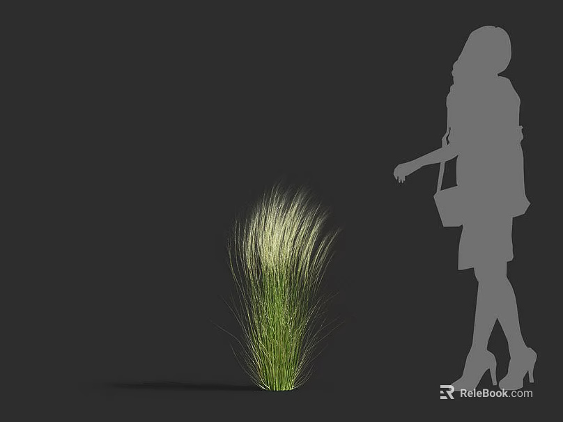 Ornamental Grass Plant With White Plumes Next To Female Silhouette In Gray Background 3d model 